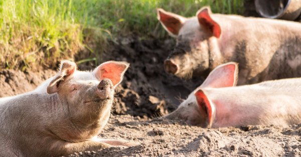 Forskere har utviklet en måte å gjenkjenne glade griser ved å grynte