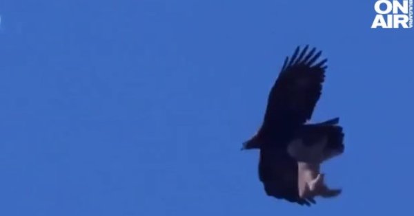 Заснеха как орел грабва и отнася агне в планина в Пекин (+ВИДЕО)