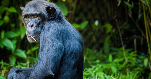 Изследване: Тийнейджърите и подрастващите шимпанзета са със сходно поведение