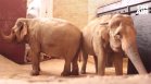 Две индийски слоници са най-новите попълнения в столичния зоопарк