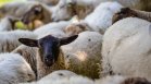 Обречени на смърт: 4 000 животни са загинали при удар срещу кораб в Близкия изток