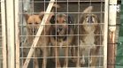 Бездомни кучета се борят за оцеляването си в сибирския студ у нас