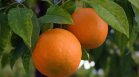 Жега и пиещи сок бълхи унищожават плантации с портокали, вадят замразени запаси