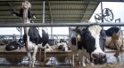 СЗО алармира за разпространението на птичи грип, САЩ проверяват наред мляко и месо