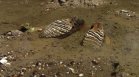 Останки от мамут изплуваха край Оряхово заради критично ниското ниво на Дунав (+ВИДЕО)
