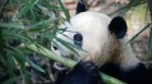 Китай изпраща две панди на САЩ, посреща ги Джил Байдън