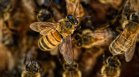 Ето какво трябва да направим при ужилване от пчела