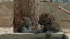 Две малки леопардчета са най-новите обитатели на зоопарка в Стара Загора