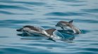 Делфините в Черно море са застрашени от изчезване