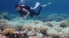 Учени алармират: Части от Големия бариерен риф загиват - пагубно за населението