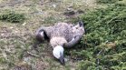 9 са убитите лешояди в Национален парк "Централен Балкан"