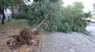 Силна буря изкорени дървета в Монтанско, домакинства останаха без ток