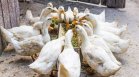 БАБХ откри огнище на птичи грип в Пловдивско