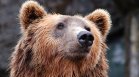 Мечка се появи край Симеоновския лифт на Витоша