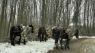 БАБХ предлага местната власт да може да залавя безстопанствени животни