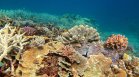 Тревожно проучване: 50 средиземноморски вида за изчезнали заради жегата