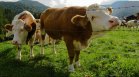 Случай на "луда крава" се появи в Шотландия