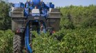 Невиждани жеги ускориха гроздобера във Франция