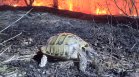 Вятърът разпали огнище към Тракийския университет, диви животни загинаха в пожара