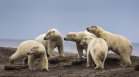 Климатичните промени свиват местообитанията на полярните мечки