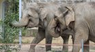 Столичният зоопарк с вход свободен за всички по повод Деня на детето