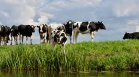 Птичи грип плъзна по кравите в САЩ, 24 компании спешно разработват ваксини