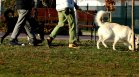 Въпреки забраната: В пловдивски парк разхождат кучета, пълно е с изпражнения
