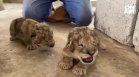 Новородени лъвчета в зоопарка в Газа зарадваха малки и големите