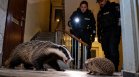 Полиция прекрати среднощен бой между язовец и таралеж в Латвия