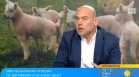 Агнешкото месо стана лукс и остава мираж за още 20 хил. български семейства