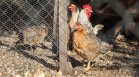 БАБХ откри огнище на птичи грип в Димитровградско