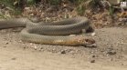 Страхът е повече от отровата: Сигнали за змии в градовете, опасни са само два вида