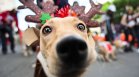 Коледно дефиле на кучета в Боливия (СНИМКИ)