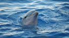 Рибари герои спасиха заседнал край Бургас делфин
