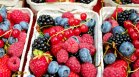 Пресни, замразени или сушени плодове &ndash; кои са най-полезни?
