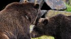 Парламентът на Румъния даде разрешение за отстрел на 1000 мечки