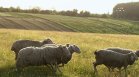 Криза в земеделието: Производители алармират за ниски изкупни цени