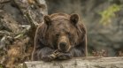 Забелязаха мечка на Витоша - как да реагираме при среща с нея