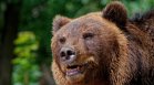 Мече обикаля улиците на Благоевград, поставят фотокапани за наблюдение (ВИДЕО)