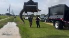 Спасителна акция в Тексас: Помогнаха на алигатор да излезе от канавка