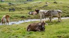 Все повече хора вярват, че кравите са най-виновни за глобалното затопляне