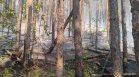Техническа неизправност в трактор е подпалила гората край село Лесковец