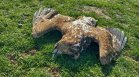 Мъртви орли в Западна Странджа, вероятно са отровени
