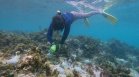 Глобалното затопляне и ниските нива на кислород унищожават кораловите рифове