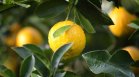 Лимонът е важен за здравето ни - от имунитета до кожата