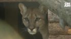 Ново попълнение: Северноамерикански пуми пристигнаха в зоопарка в Бургас