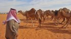 Парадокс: Защо Саудитска Арабия внася пясък и камили от Австралия?