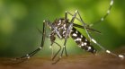 От главоболие до обрив - ръст на болестите, пренасяни от комари в Европа