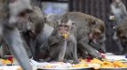 Хиляди маймуни пируваха с тонове храна в Тайланд