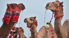 Екстремните горещини убиват дори камилите в Африка